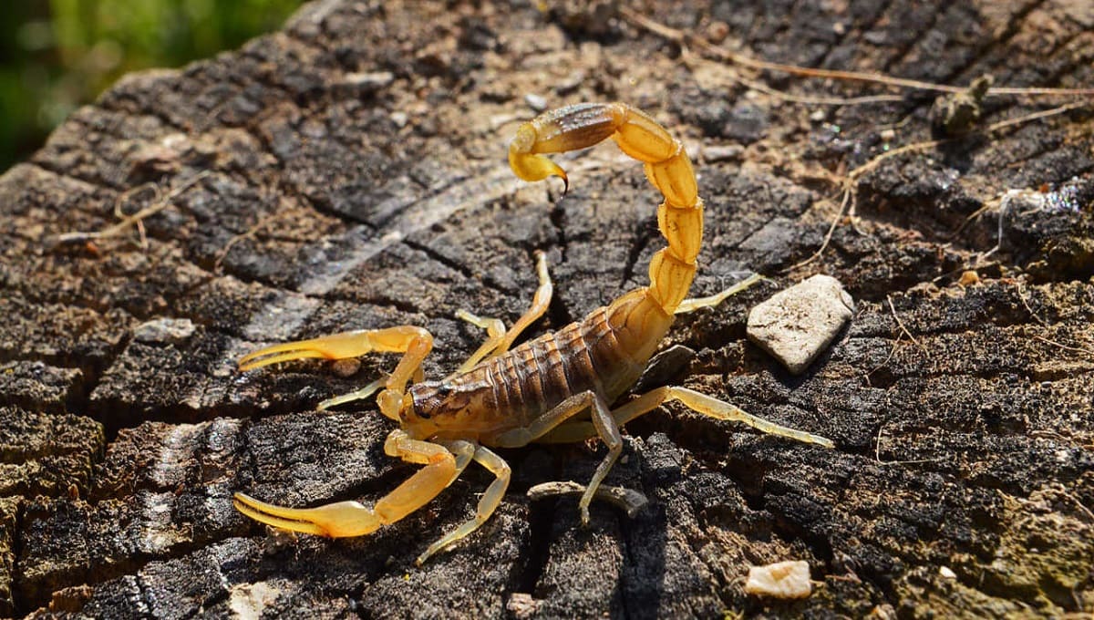 Le pica un escorpión al meter la mano en un bolso que compró en línea 1 escorpion 1