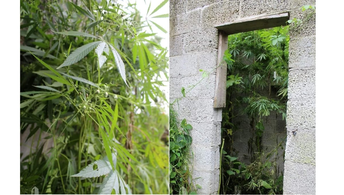 FOTOS: Hallan plantío de marihuana en Zacapoaxtla 4 marihuana