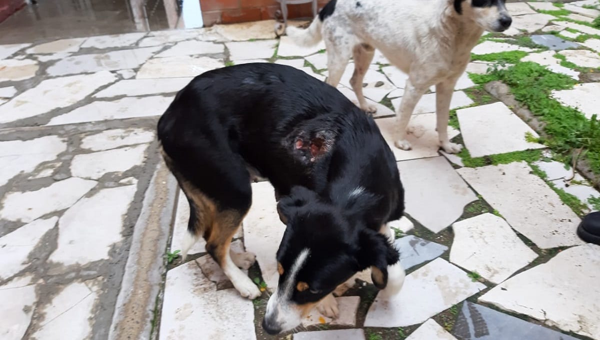 FOTOS: Balean a perrita en Amozoc 1 perrita