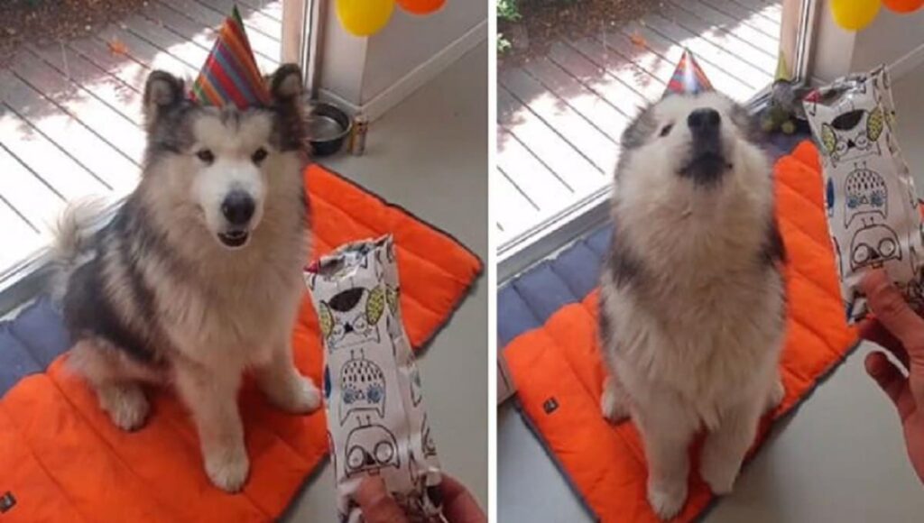 perrito habla mama 1