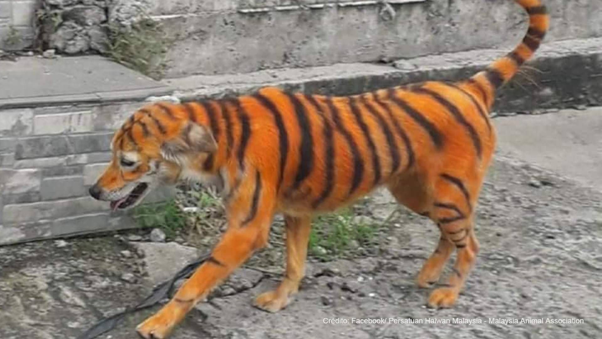 Perrito pintado como tigre causa indignación en redes sociales 1 perro pintado tigre 1