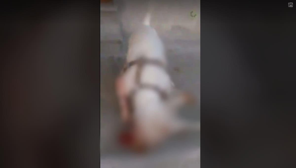IMÁGENES FUERTES: Pitbull mata a otro perrito en Tehuacán y su dueño no hace nada 1 pitbull 2