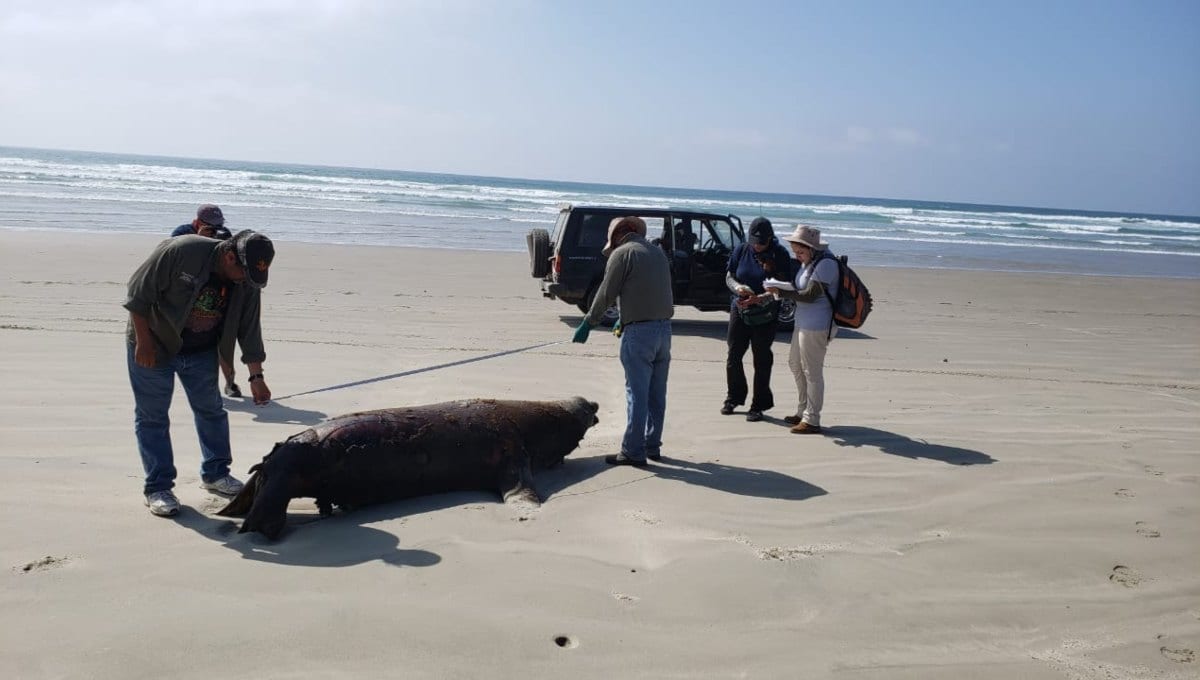 Encuentran 137 leones marinos muertos en las costas de BC; Profepa ya investiga el caso 1 profepa leones marinos muertos