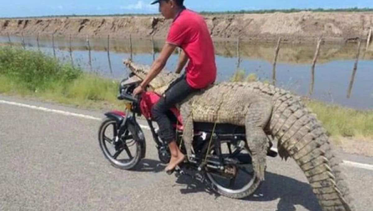 Jóvenes se roban cocodrilo en Sinaloa y se lo llevan en una moto 1 robo cocodrilo 1