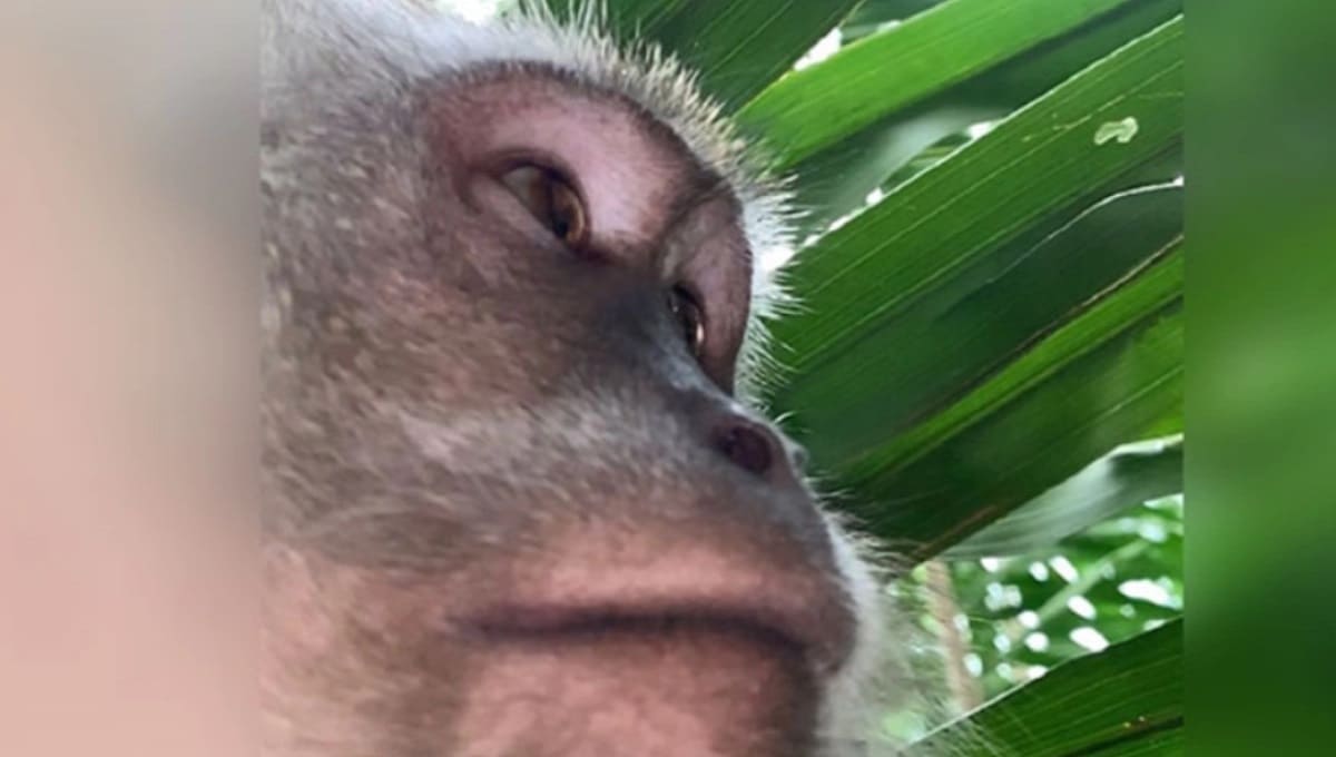 Mono se roba un celular y se toma divertidas selfies 1 simio roba celular 1