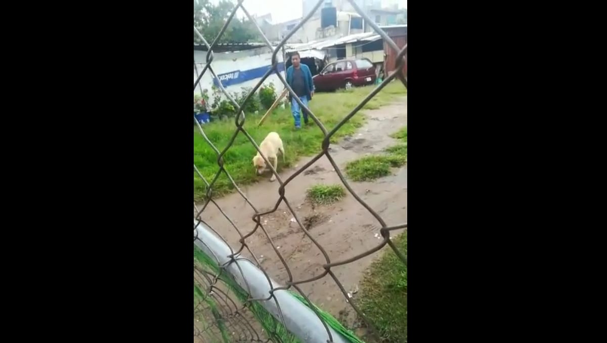 #MaltratoAnimal Sujeto es grabado dando tablazos a un perro en Puebla 1 sujeto agrede a perro en san baltazar