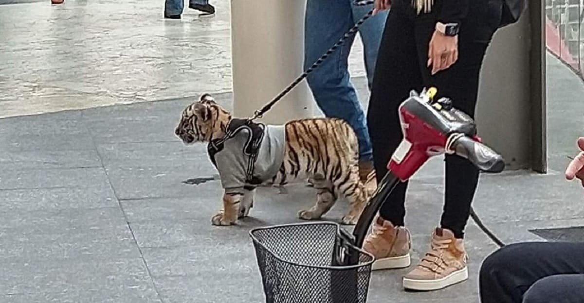 Joven que paseó a su tigre en Antara, es novia de un jugador del América 3 tigre 1