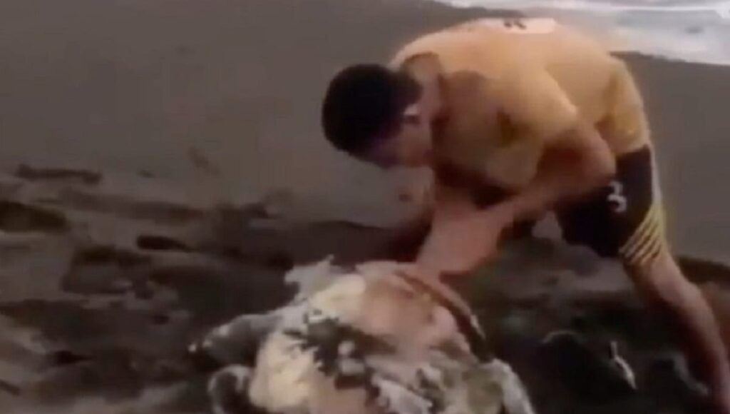 tortuga adolescente costa rica 1110x582 1