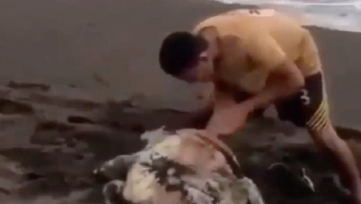 VIDEO: Adolescente agrede a una tortuga en Costa Rica 1 tortuga adolescente costa rica 1110x582 1
