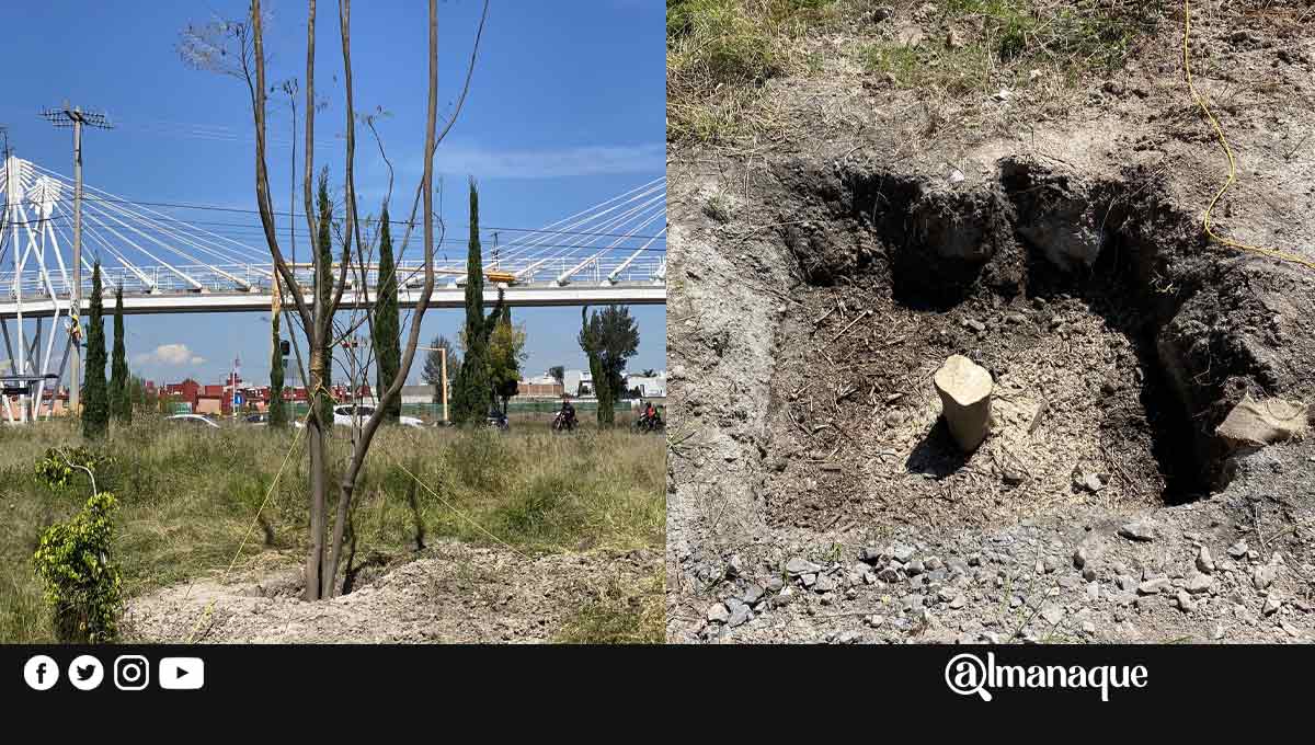 Acusan a la BUAP de talar jacarandas recién plantadas en la Atlixcáyotl 1 Acusan a la BUAP de talar jacarandas recien plantadas en la