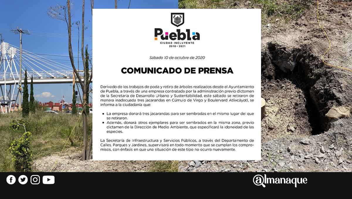 Ayuntamiento de Puebla culpa a empresa de destrozar jacarandas donadas por ciudadanos 1 Ayuntamiento Puebla tala de arboles