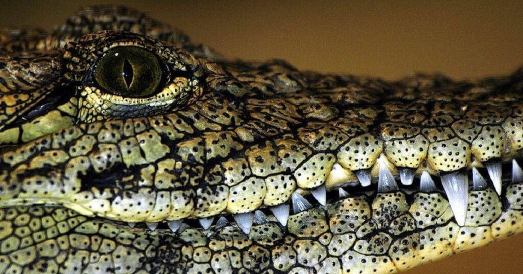 COCODRILO GUSTAVO A MADERO CDMX 1110x581 1