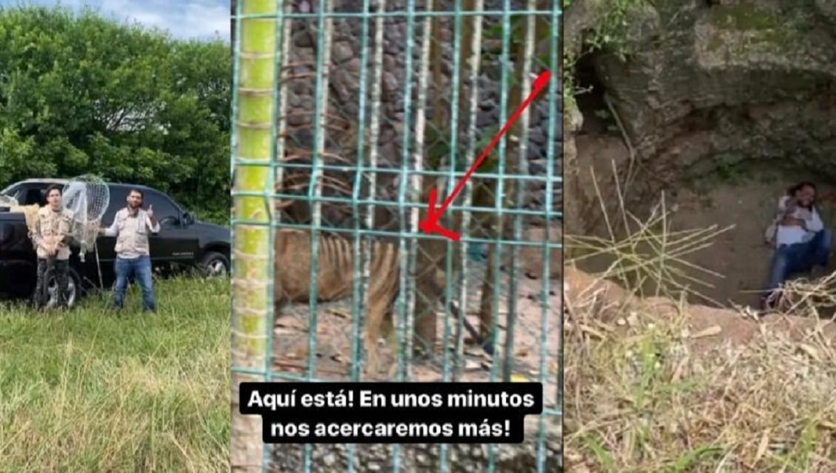 Carlos Name va a rescatar un tigre de Tasmania y se vuelve tendencia 1 Carlos