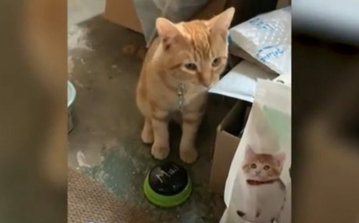 Kyo el gatito que "habla" con su dueña 2 KYO GATO