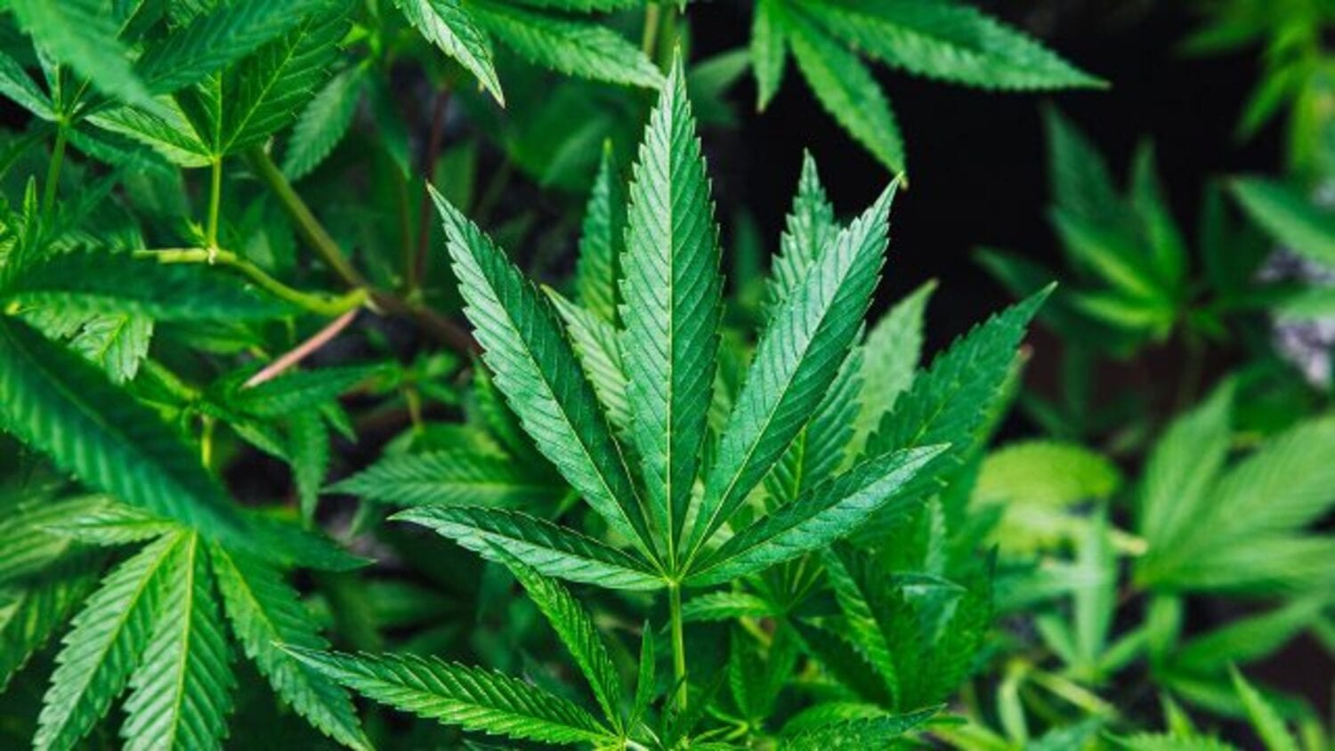 Aprueban en lo general despenalizar consumo lúdico, posesión y venta de marihuana en México 1 Marihuana 1