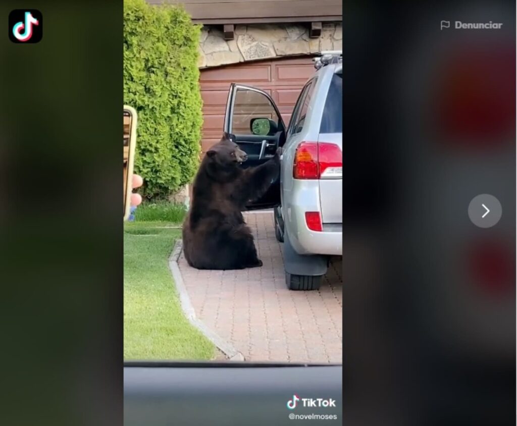 OSO DE TIK TOK CAMIONETA