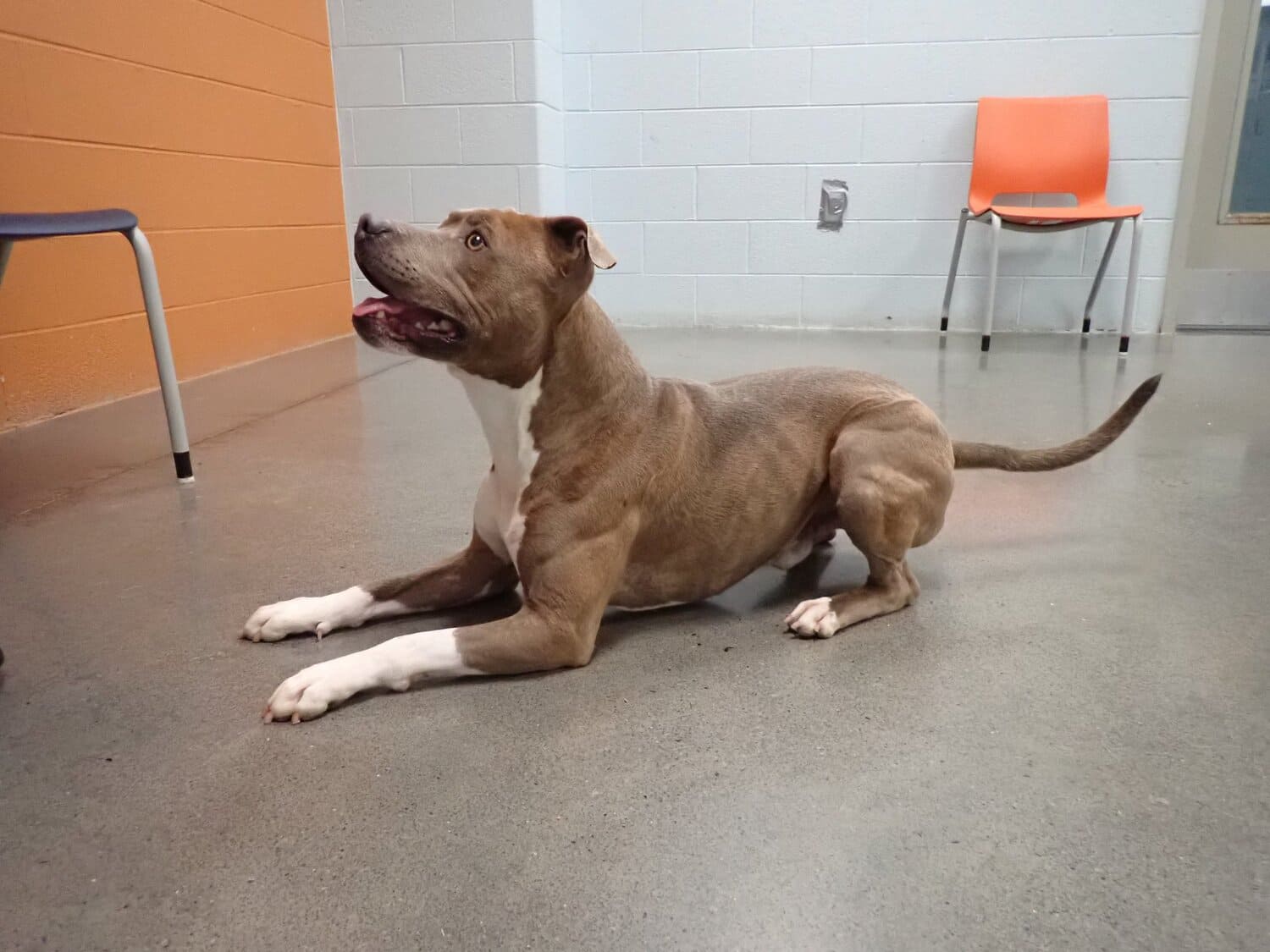 VIDEO: Dueño encuentra a su perro después de 200 días 1 PERRITO ENCONTRADO