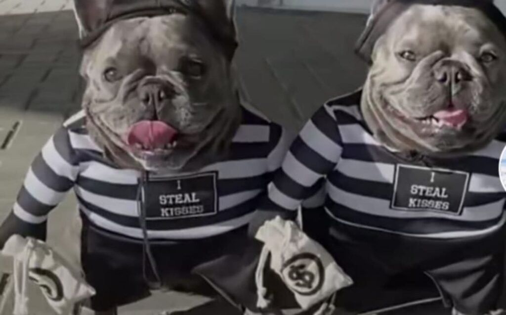 PERRITOS LADRONES BANCO 1