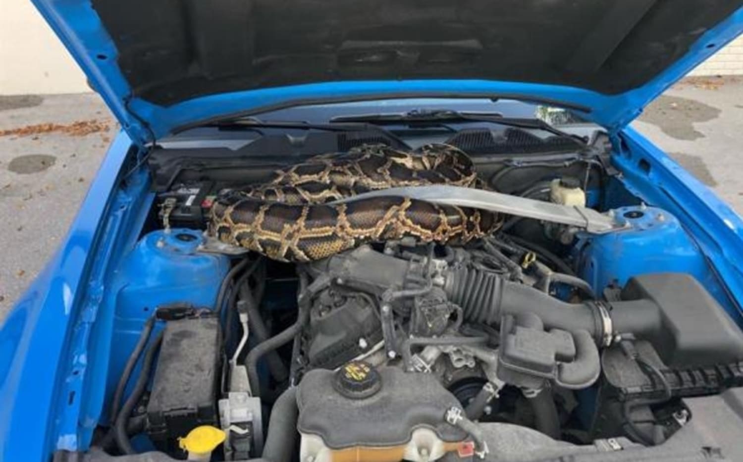 “Hay una serpiente en su auto”, hombre se lleva una sorpresa 2 SERPIENTE EN AUTO