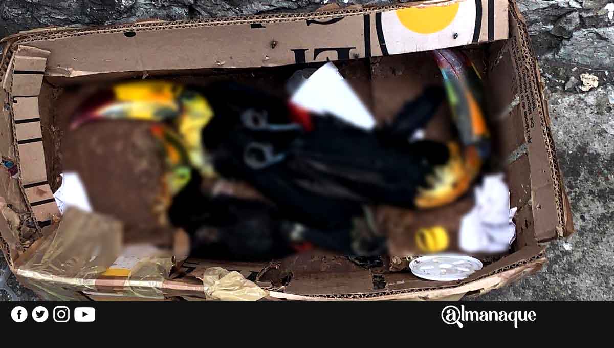 Encuentran tres tucanes muertos en un basurero de Puebla 1 Tucan muerto puebla