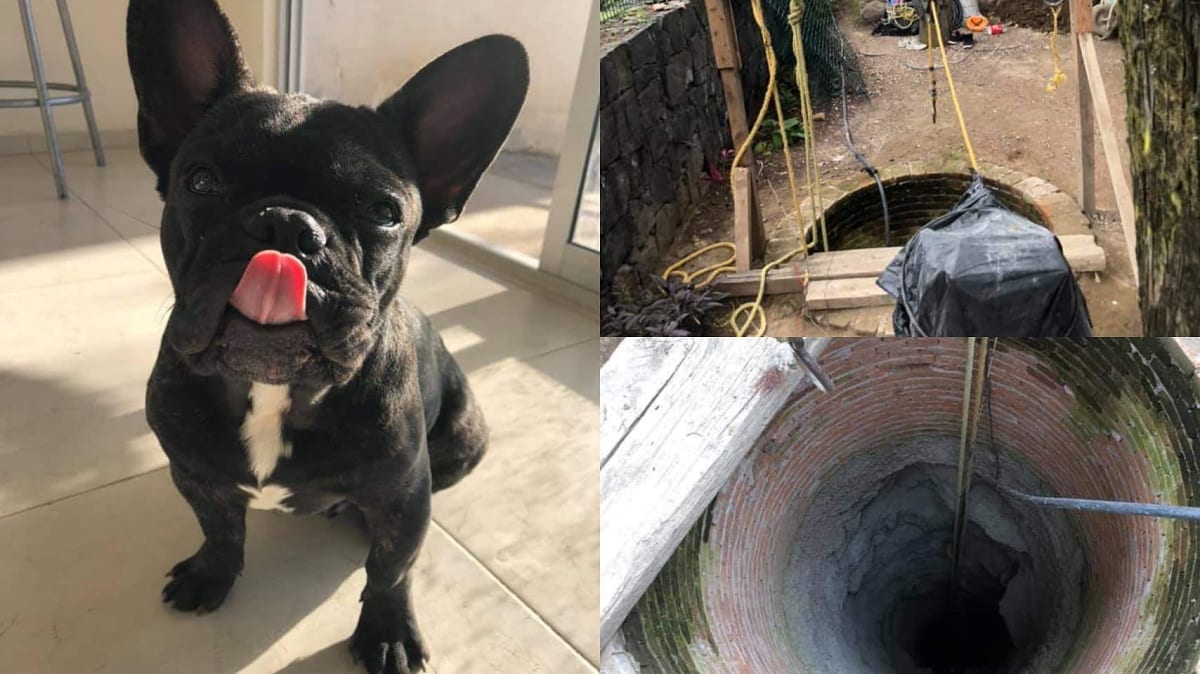 Acusan a trabajadores de hotel "Pet friendly" en Cholula de matar a un perrito 1 ancelo