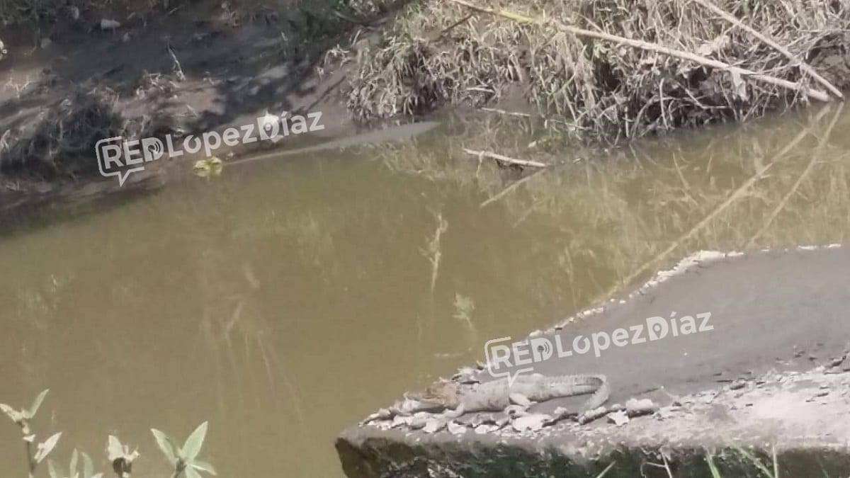 FOTOS: Reportan avistamiento de un cocodrilo a orillas del Río Atoyac en Puebla 1 coco
