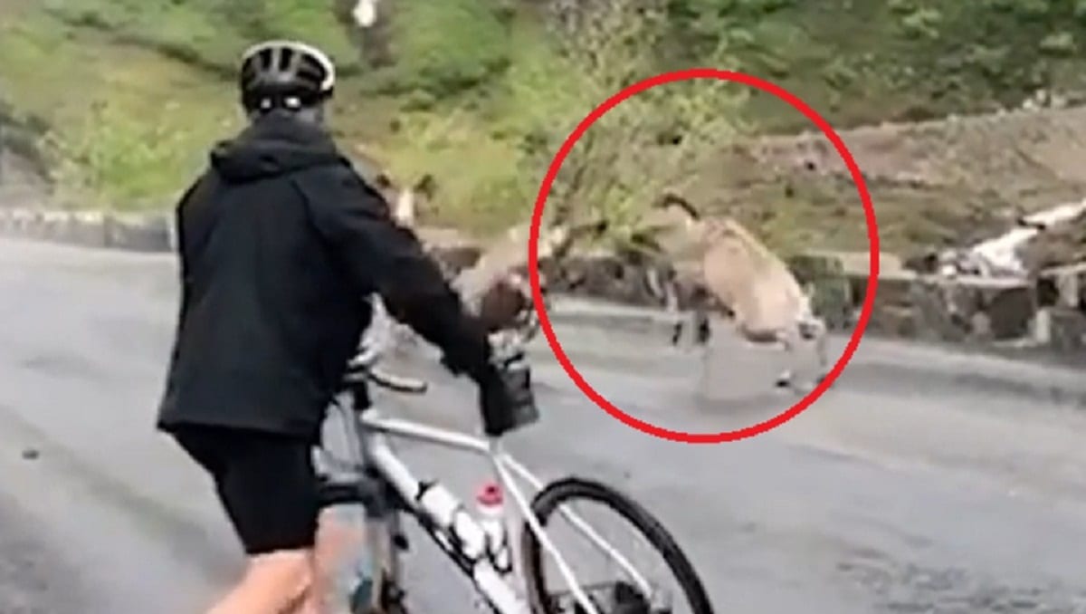 VIDEO: Ciclistas captan impresionante pelea entre tres borregos cimarrones 1 grupo ciclistas pelea enormes ovejas