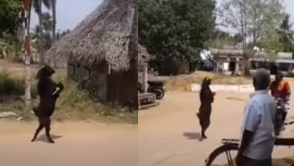 la verdad de la cabra endemoniada india