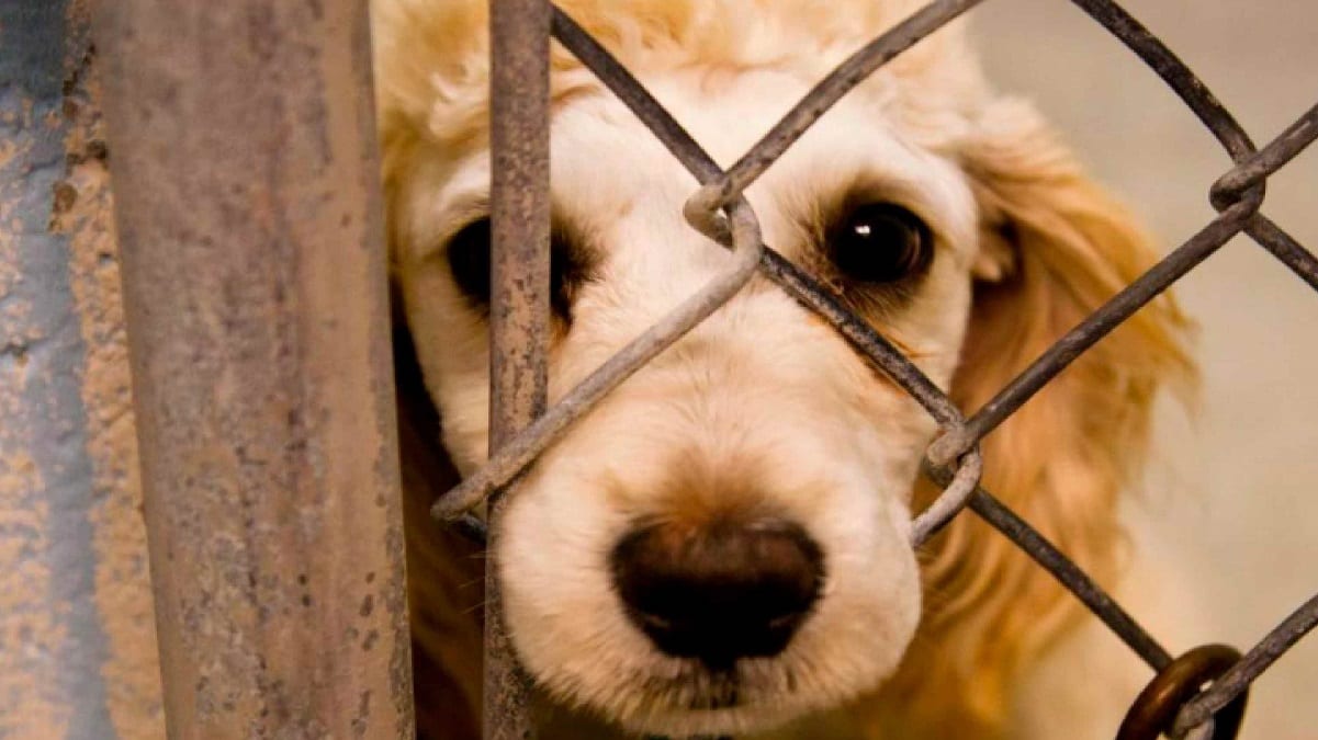 Castigarán hasta con 10 años de cárcel a quien maltrate y mate animales en Puebla 1 maltratoanimal