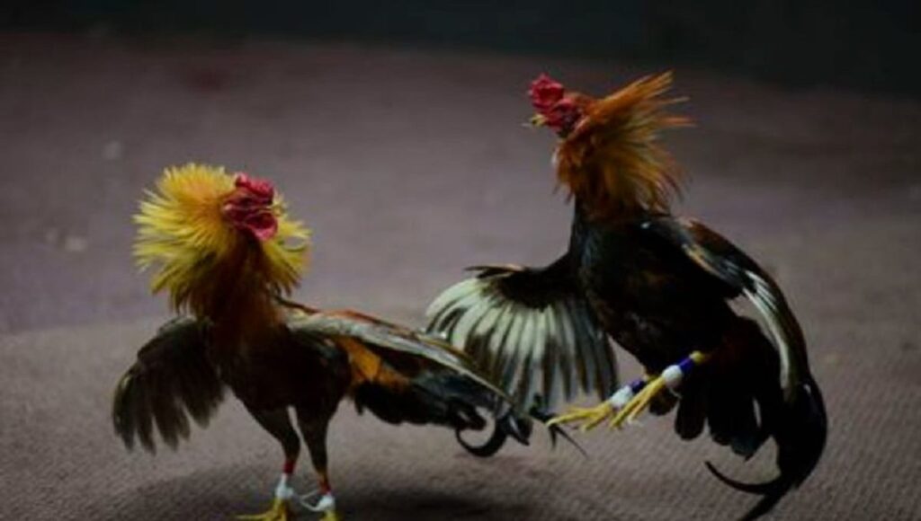 pelea gallos causo muerte policia