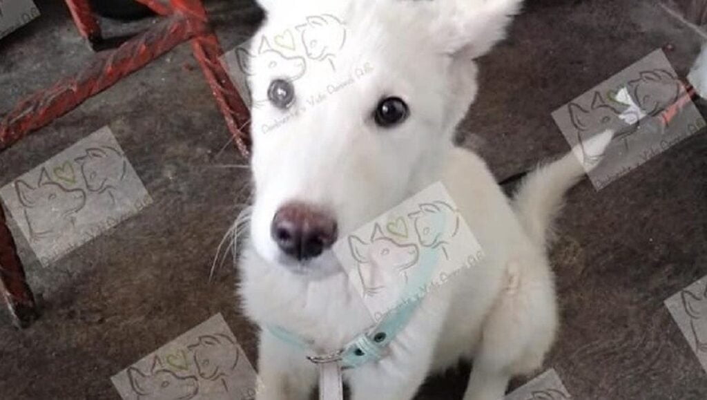 perrita masha ixtapaluca