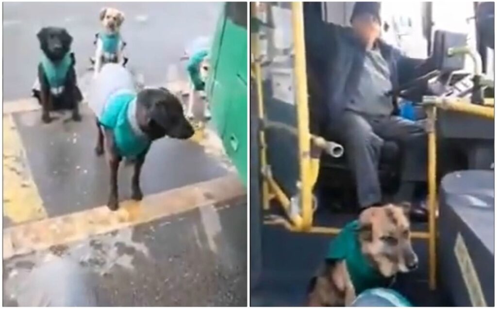 perros callejeros chile