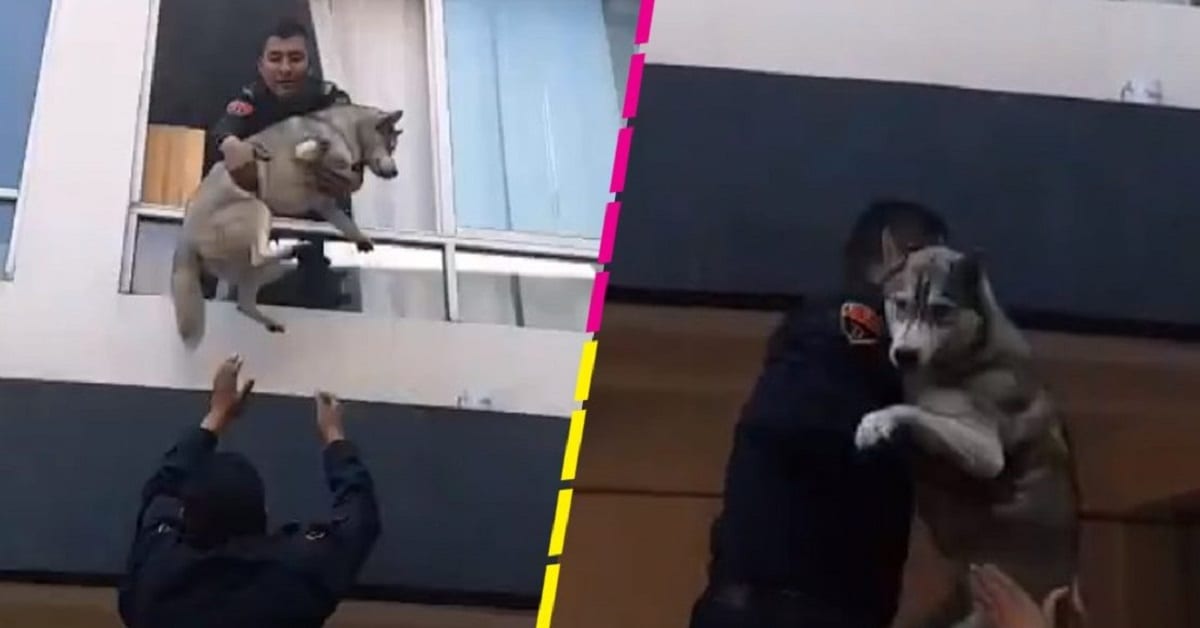 Policías de la CDMX rescatan a un perrito 1 policias rescatan perrito incendio cdmx 1110x581 1