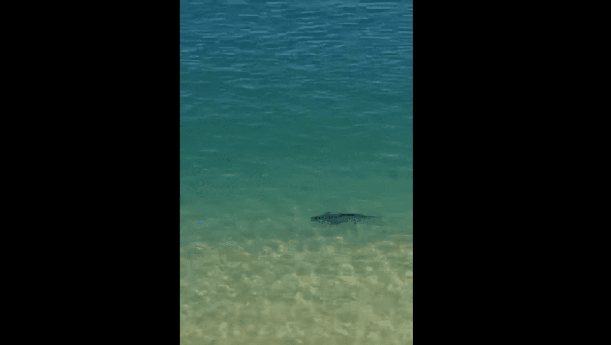 VIDEO: Captan un tiburón a la orilla de la playa de Acapulco 1 puerto marques
