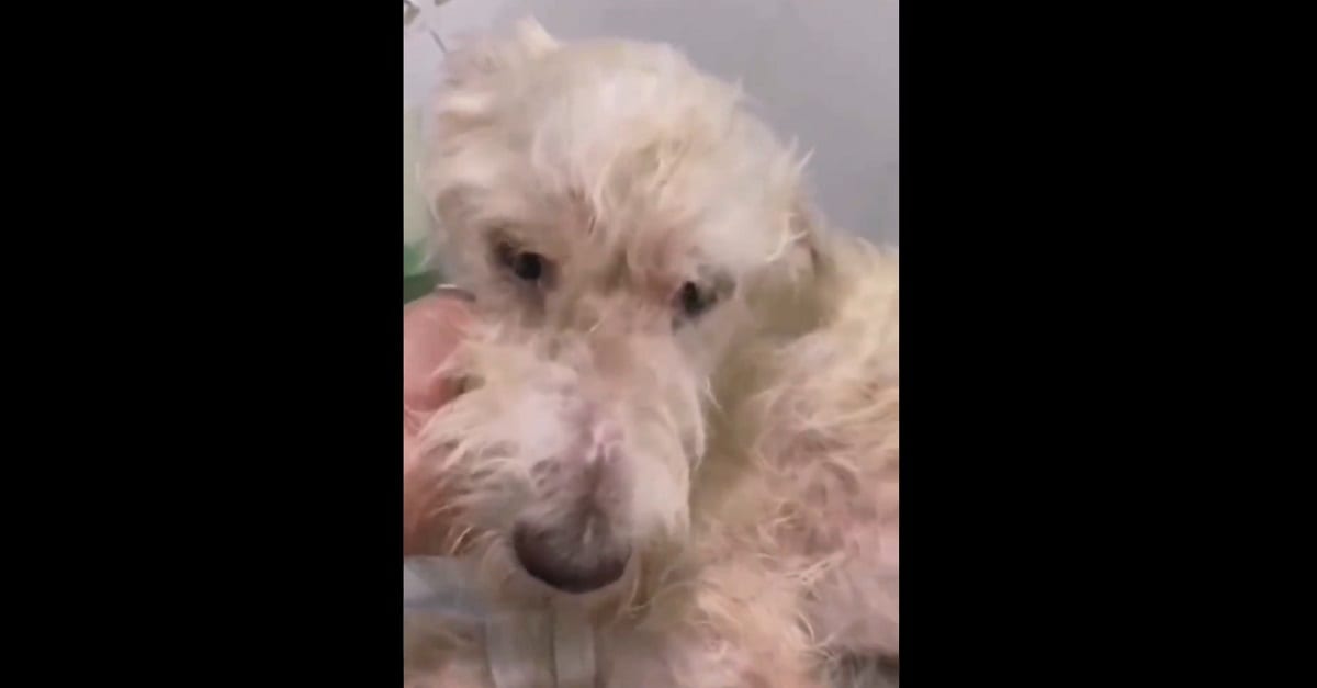 Lanzan petición en Change.org para exigir justicia para Bruno, un perrito que hallaron atado de las patas y hocico 1 queso prohibido secretaria economia 1