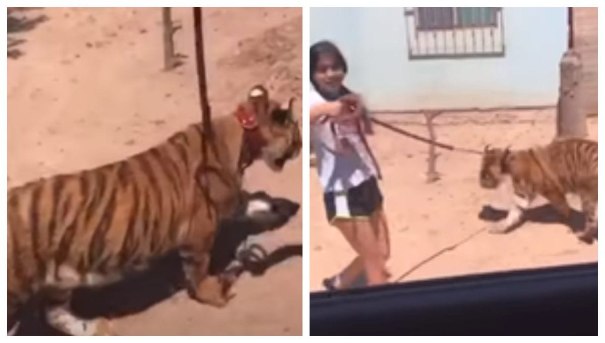 VIDEO: Niña pasea a un tigre de bengala en Sinaloa 1 tigre bengala pasea joven guasave sinaloa