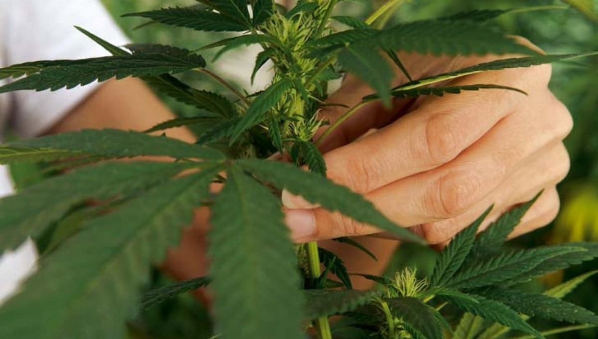 Hacienda cobrará impuestos por siembra y venta de marihuana 1 000 marihuana 1