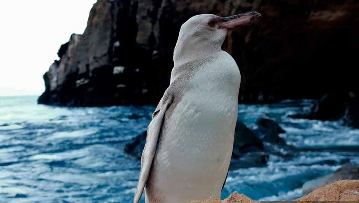 Por primera vez avistan un "extraño" pingüino blanco en las Islas Galápagos 1 2485608 1