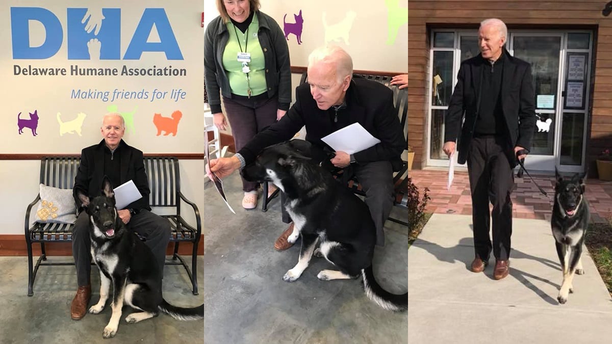 ‘Major’, es el primer perrito rescatado que vivirá en la Casa Blanca con Joe Biden 1 Joe Biden Dog Lead Photo