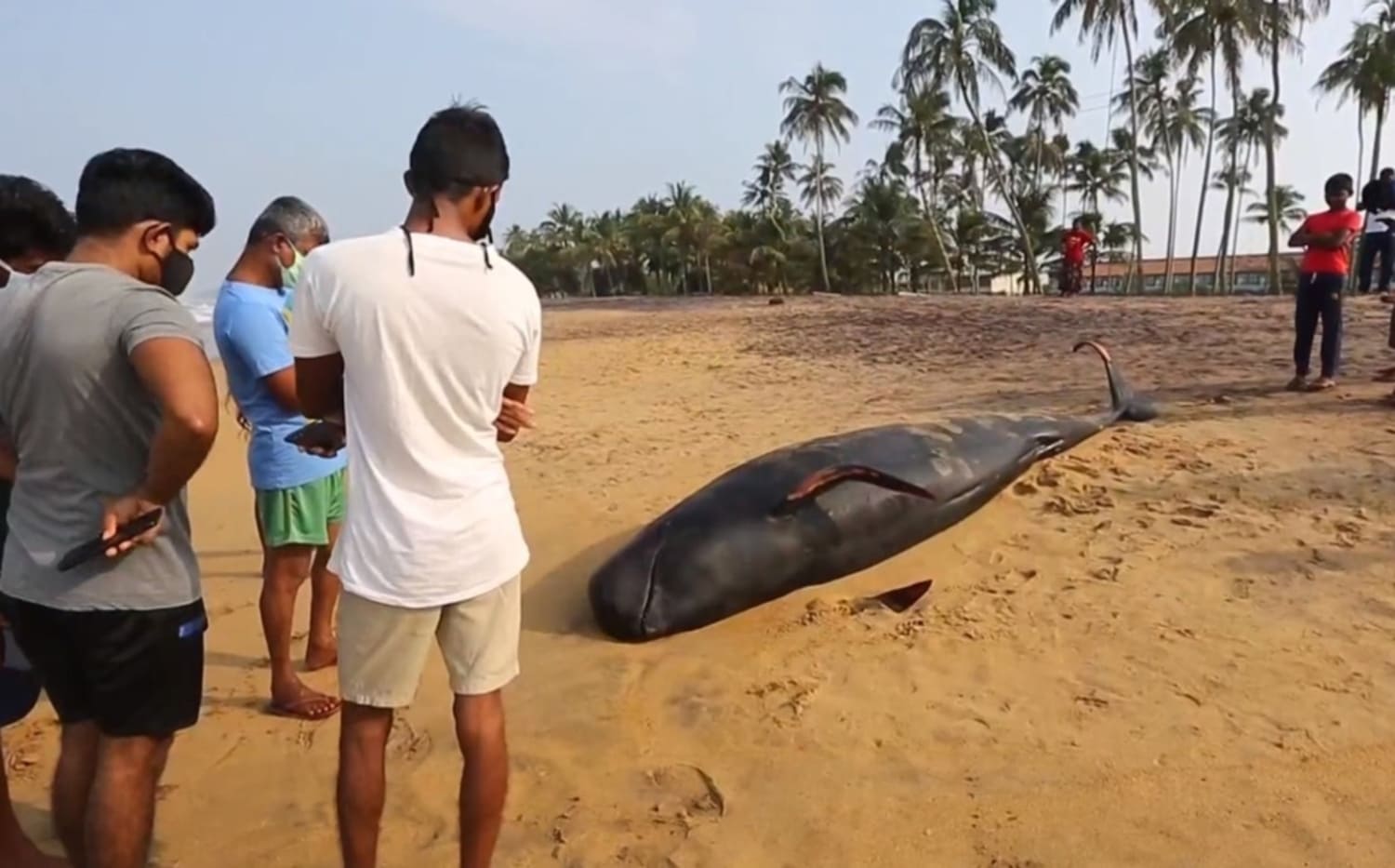 Pobladores y autoridades rescatan 120 ballenas en Sri Lanka 1 RESCATE DE BALLENAS