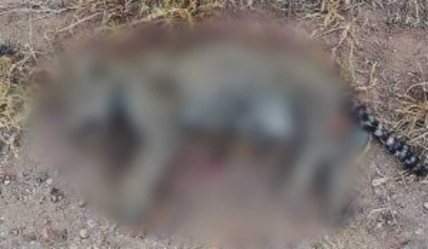 Causa indignación la muerte de un cachorro jaguar atropellado en Sinaloa 1 WhatsApp Image 2020 11 06 at 6.47.12 PM 2 1