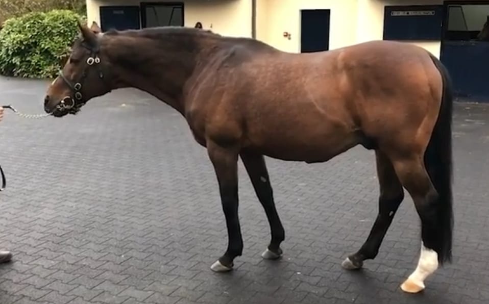 Galileo, el caballo que cuesta más que Lionel Messi y Cristiano Ronaldo juntos 1 galileo caballo semental caro messi 0 0 1199 747