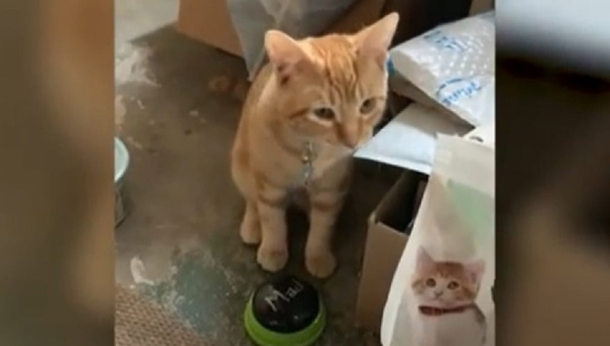 VIDEO: Enseñan a 'hablar' a su gato con insultos y se viraliza en redes 1 gatito es capaz de hablar 0 0 1200 747