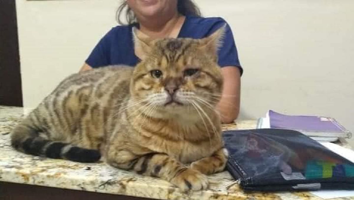 Encuentran un gato “bengalí” deambulando en un parque de Tampico 1 gato 1