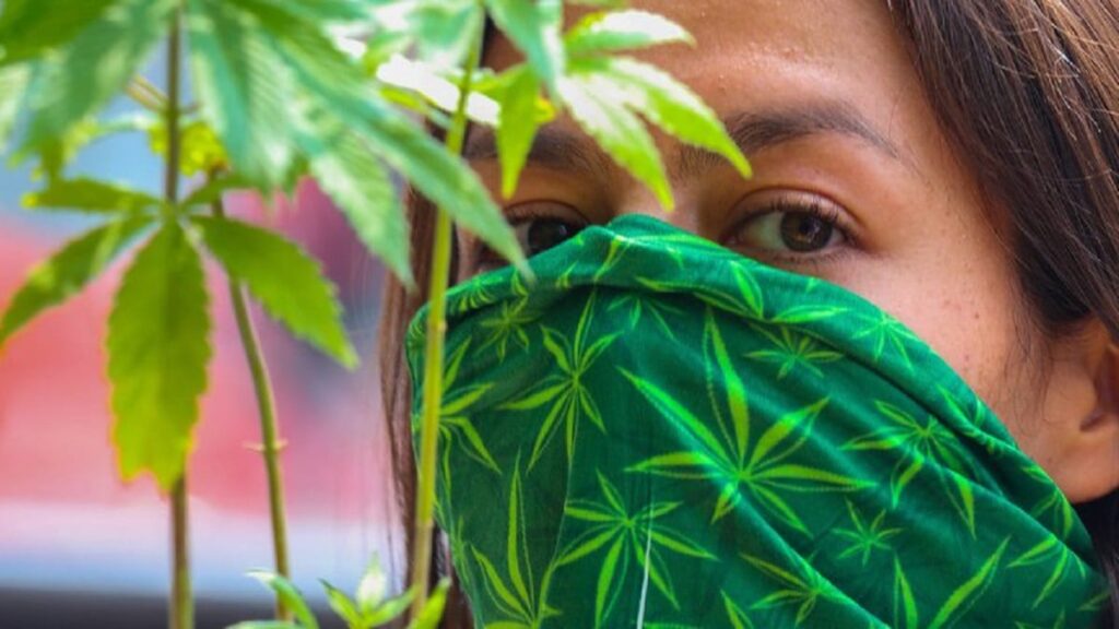 marihuana