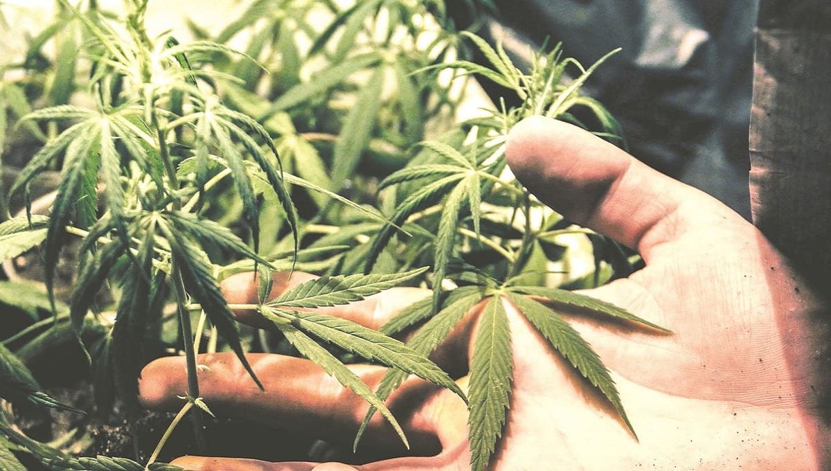 Senado aprueba en lo general despenalización del uso lúdico de la marihuana 1 marihuana senado 13 1