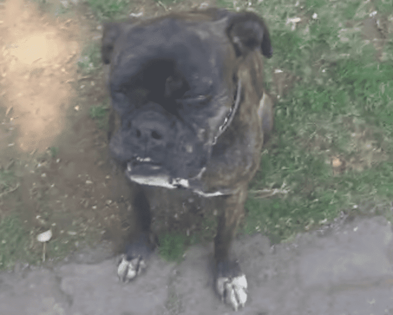 perrita acido 768x616 1