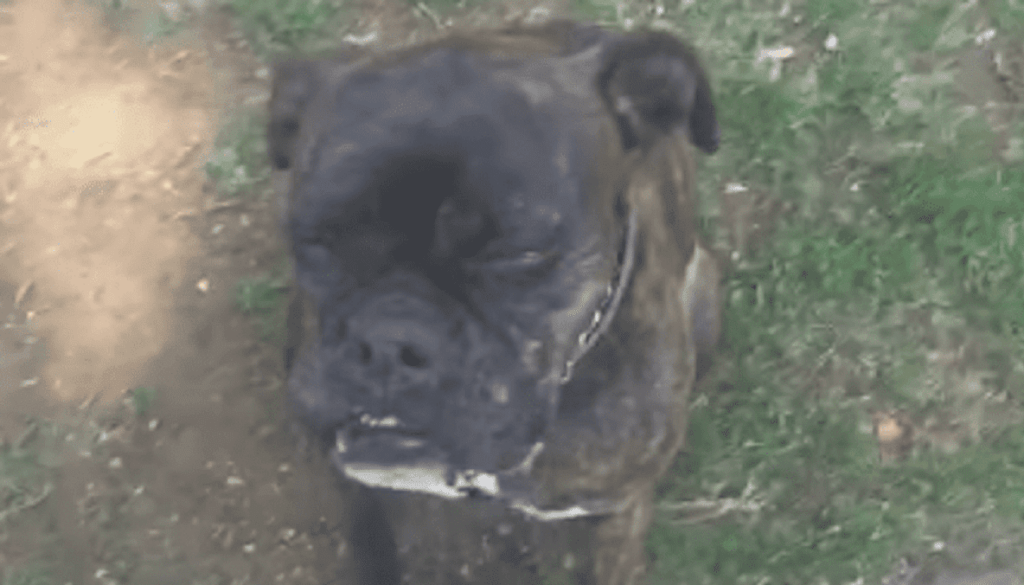 perrita acido 768x616 2