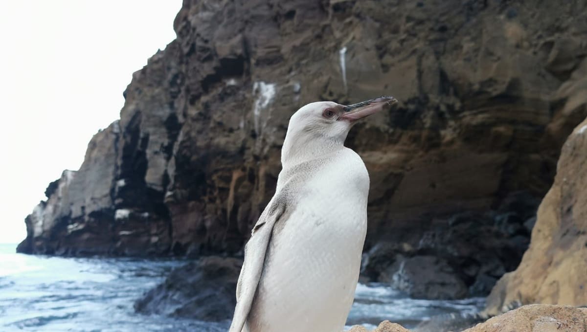 FOTOS: Avistan pingüino blanco en las Islas Galápagos 1 pingu 1
