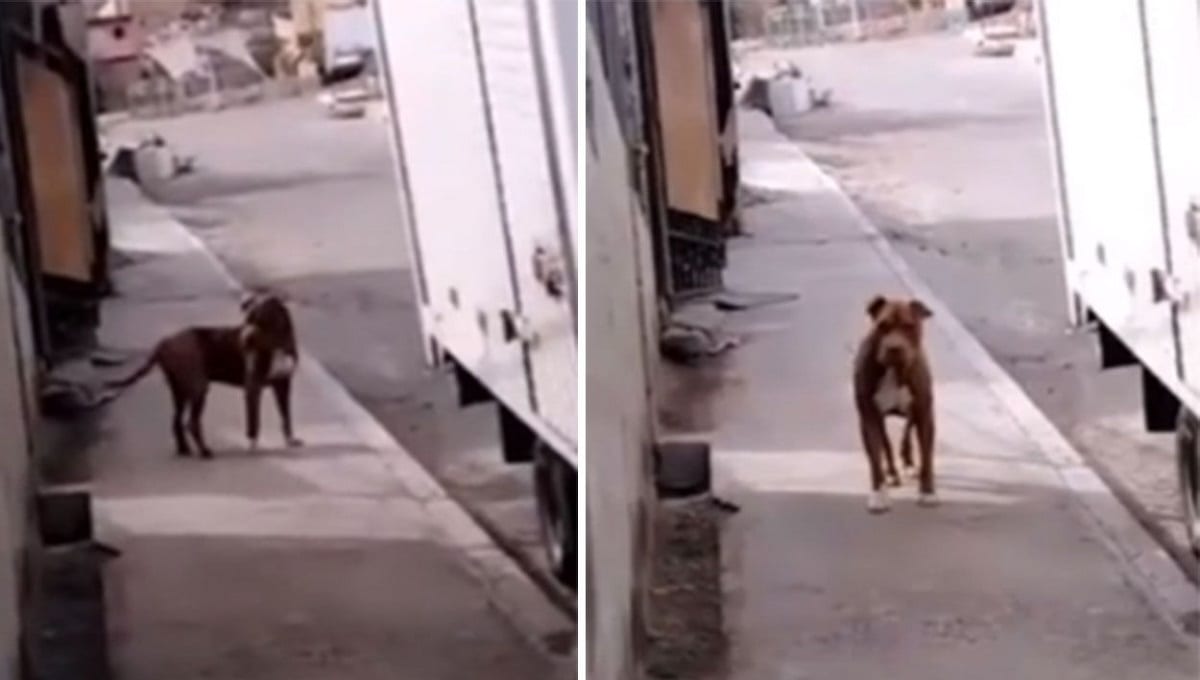 Familia se reencuentra con su perrito que se perdió durante tres años 1 pitbull 1